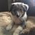 Laureen Beep Dyer-Gerhart's profile image