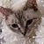 Catherine Greene's profile image
