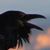 Lorrie Wood's profile image