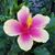Shelly Blanton Thompson's profile image