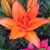 Ann's Greenhouses's profile image