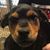 J.D. Tirotta's profile image