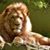 Shirley Burlingame's profile image