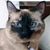 Carol Turner's profile image