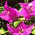 Elane Marlow's profile image