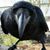 Dolores Laney's profile image
