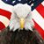 Fred Biggun's profile image