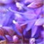 Amrit Jutla's profile image