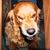 Jan Fiets Olson's profile image