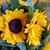 Carole Cowan's profile image