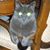 Lyn Capen's profile image