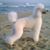 Lavonne Santee's profile image