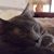Sheri Curtis's profile image