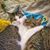 Karen Colborn Reynolds's profile image