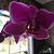 Sheryl Wood's profile image