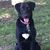 Sue Stuermer-Williams's profile image
