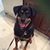 Jodi Chandler Spies's profile image