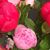 Terri Bartek's profile image