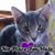 Sophia Chrissafis Muhr's profile image