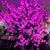 Angeline DeCicco's profile image
