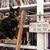 Debbie Plott's profile image