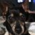 Dawn-Marie Joseph's profile image