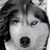 Julie Boisselle's profile image
