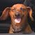 David Lavrich's profile image