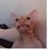 Sherri Arnold's profile image