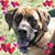 Susi Engl's profile image