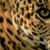 Salome Rios's profile image