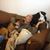 Jody Staggs-Thorpe's profile image
