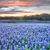 Debra Burditt French's profile image