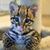 Klaudia Rodriguex's profile image
