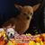 Virginia Hamilton Conners's profile image