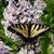Debbie Sheets's profile image