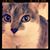 Shannon Patterson Miles's profile image