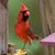 Diana Harrell's profile image