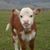 Donna Colomina-Ceasare's profile image
