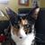 Sharon Belanger Chafin's profile image