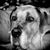 Meghan Shipley Whisenand's profile image