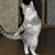 Gregg Maisonneuve's profile image