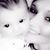 Allie Hernandez's profile image