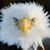 Jackie Shanks-Diedrich's profile image