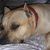 Raina Campbell's profile image