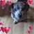 Beth Williams Howard's profile image