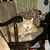 Gina Velong's profile image