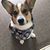 Carol Kistner Gerritsen's profile image