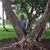 Rodel Henry's profile image