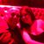 Caryn Pena Sanchez's profile image